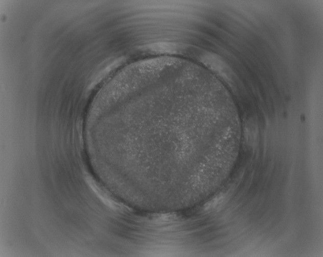 X0000067900398200604271858