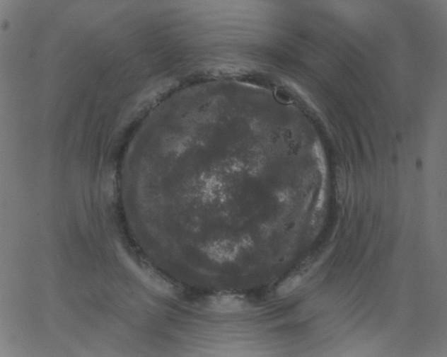 X0000067900451200604271857