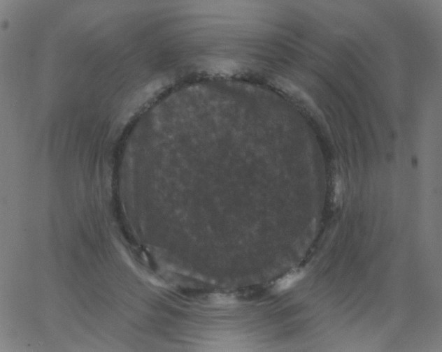 X0000067900496200604271856