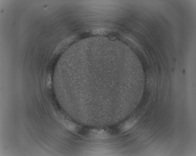 X0000067900502200604271856