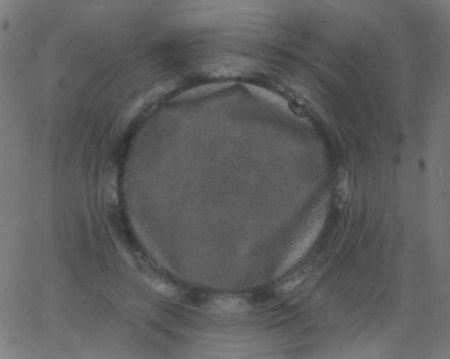 X0000067900547200604271855