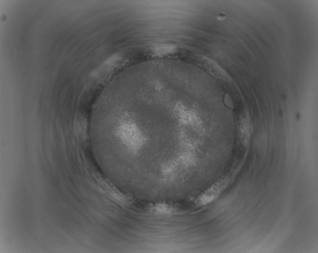 X0000067900565200604271855