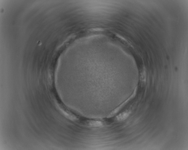 X0000067900572200604271855