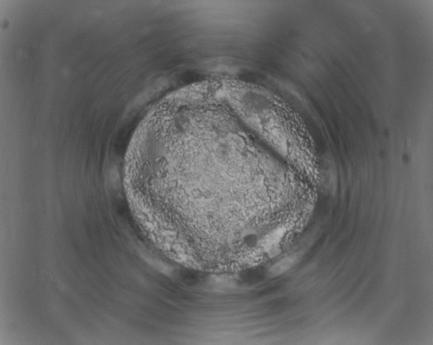 X0000067900573200604271855