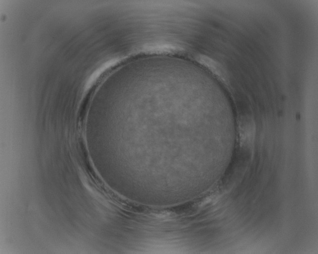 X0000067900583200604271855