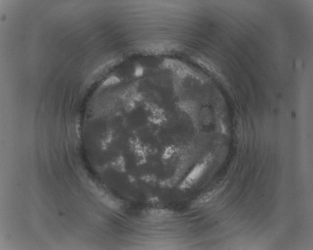 X0000067900590200604271854