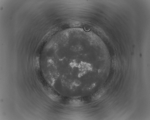 X0000067900598200604271854