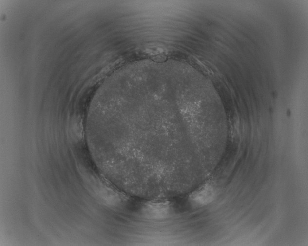 X0000067900606200604271854