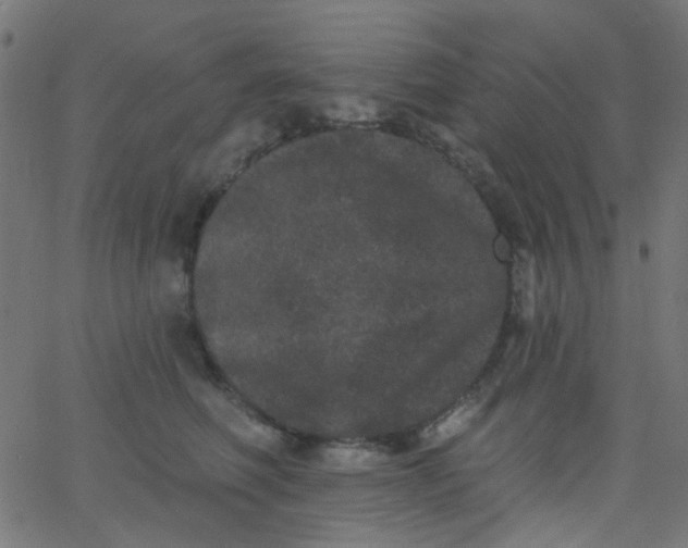 X0000067900614200604271854