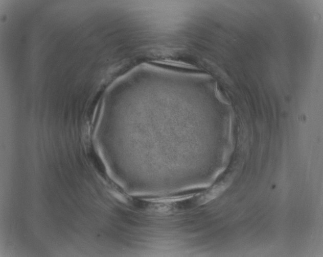 X0000067900624200604271854