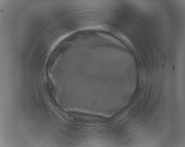 X0000067900628200604271853