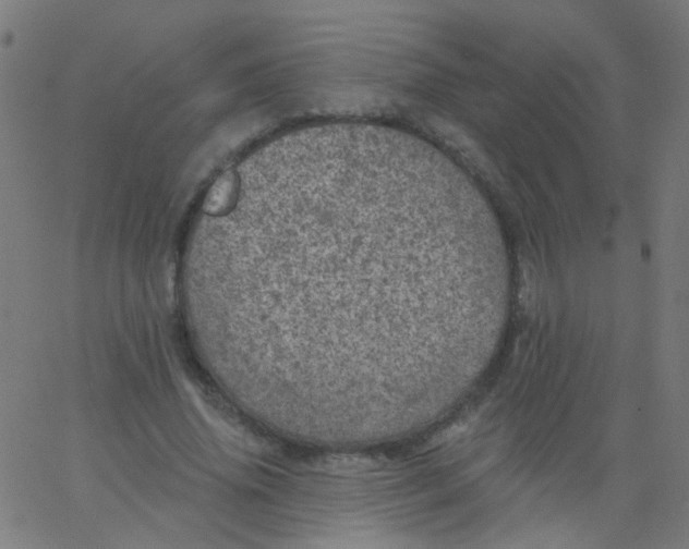 X0000067900636200604271853