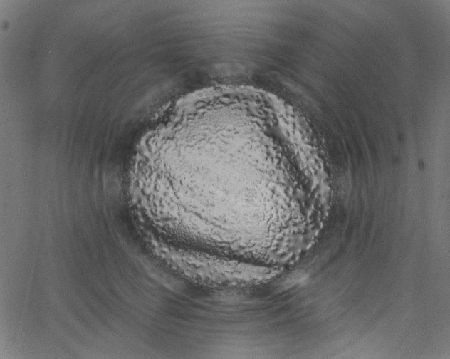 X0000067900662200604271854