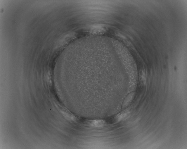 X0000067900663200604271854