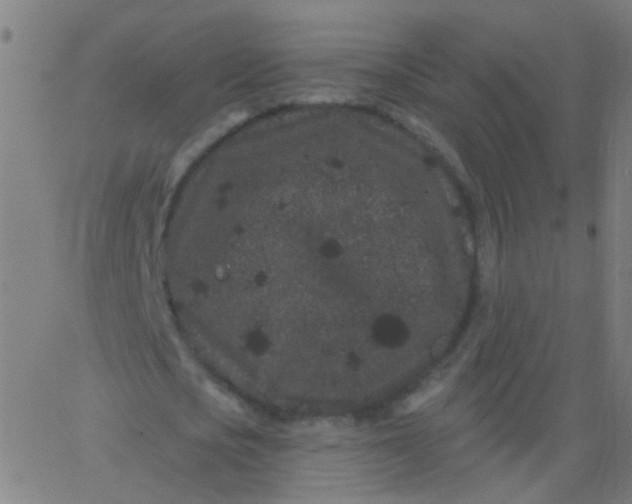 X0000067900721200604271852