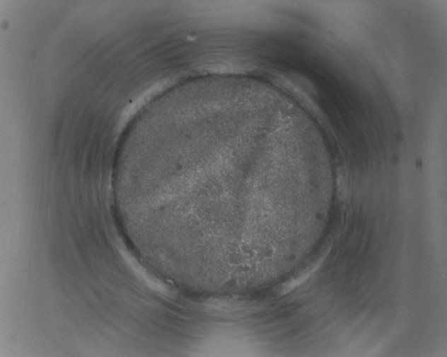 X0000067900725200604271852