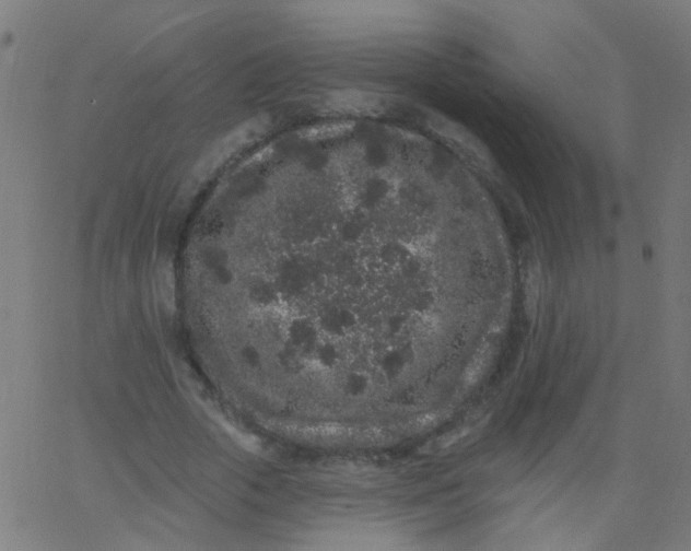 X0000067900729200604271852