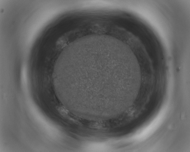 X0000067900765200604271852