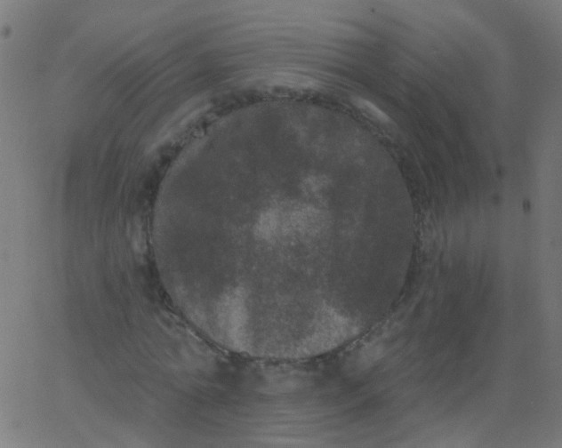 X0000067900774200604271851