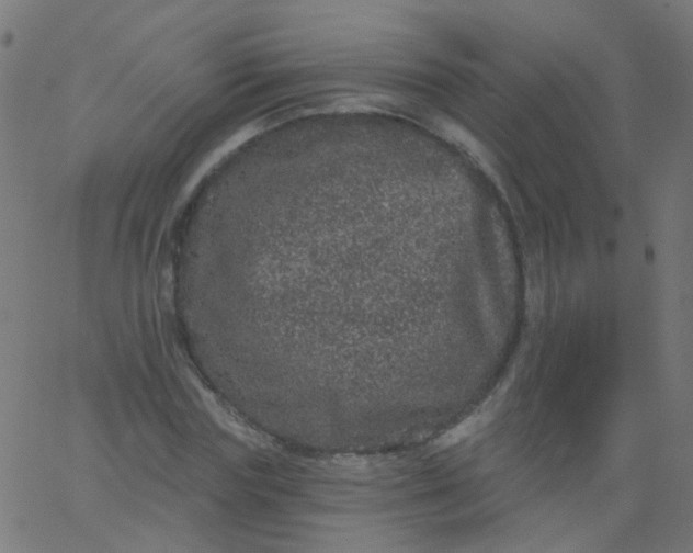 X0000067900827200604271850