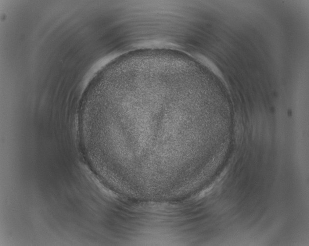 X0000067900831200604271850