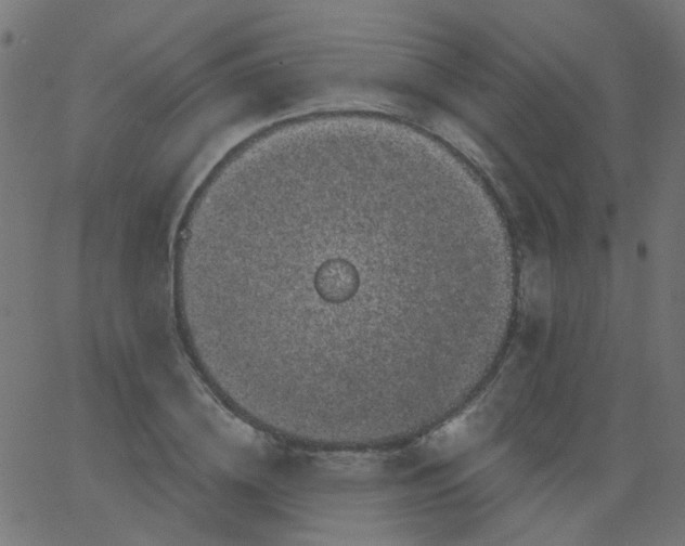 X0000067900836200604271850