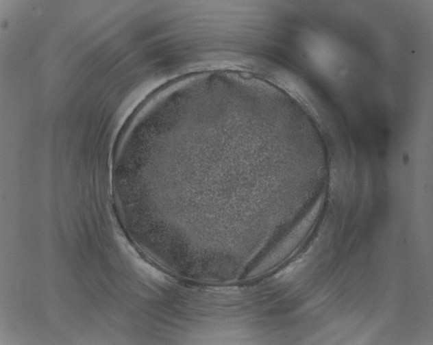 X0000067900844200604271850