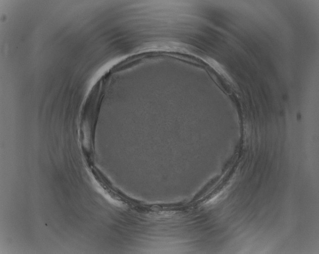 X0000067900846200604271850