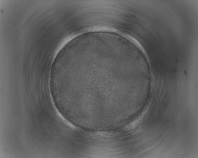 X0000067900847200604271850