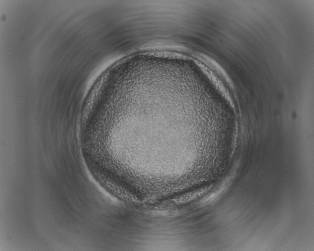 X0000067900855200604271851