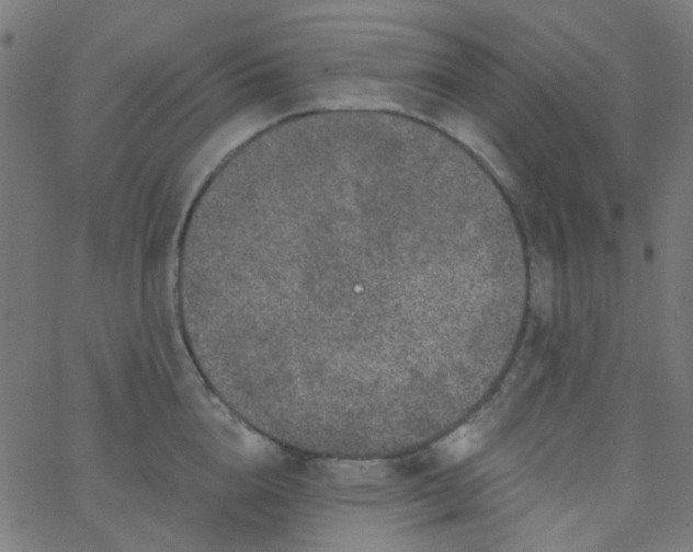 X0000067900856200604271851