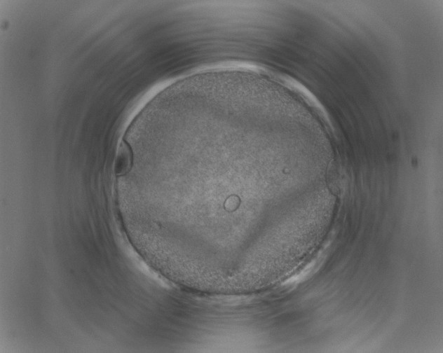 X0000067900860200604271851