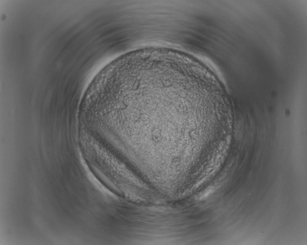 X0000067900903200604271849