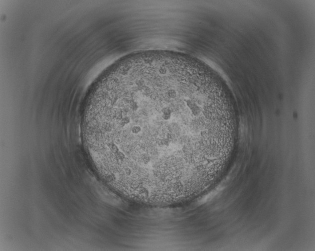 X0000067900925200604271849