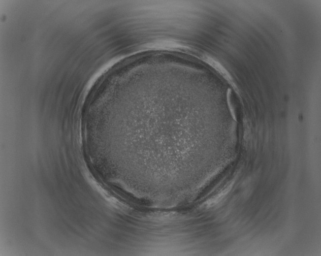 X0000067900939200604271849