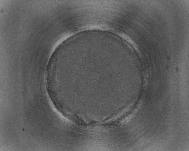 X0000067900991200604271848