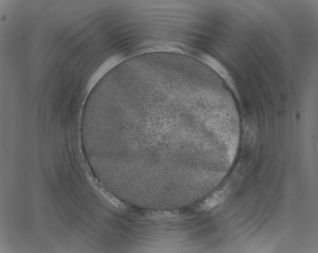 X0000067901002200604271848