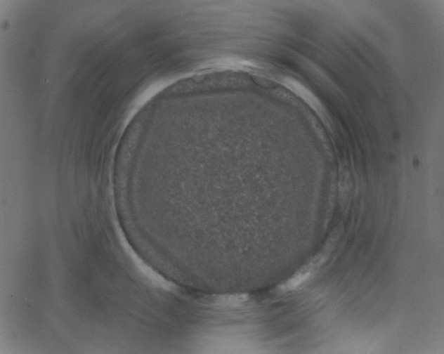 X0000067901055200604271847