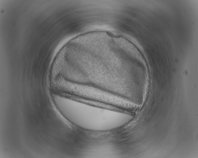 X0000067901056200604271848