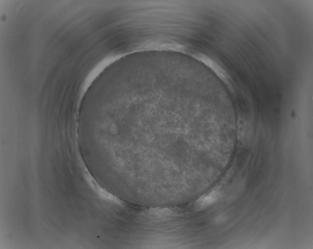 X0000067901094200604271846