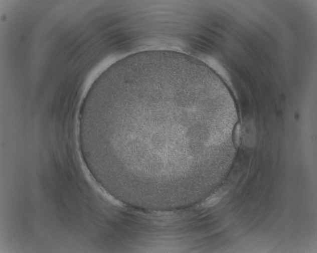 X0000067901096200604271846