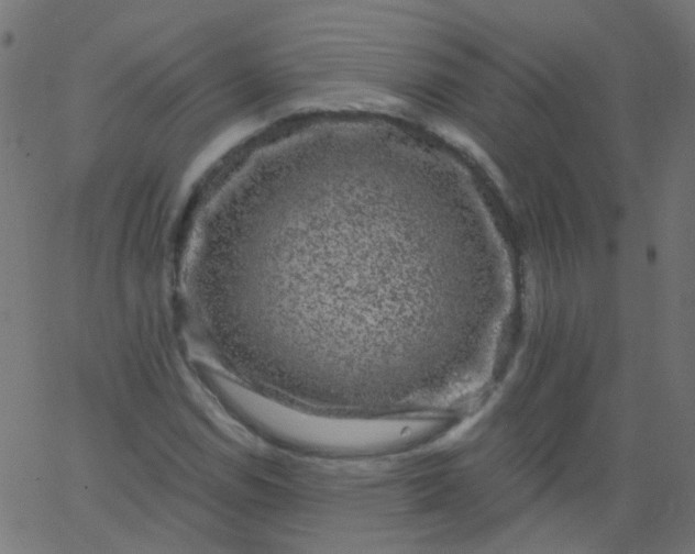 X0000067901114200604271845