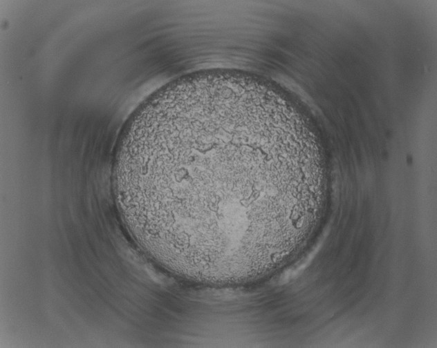 X0000067901121200604271845