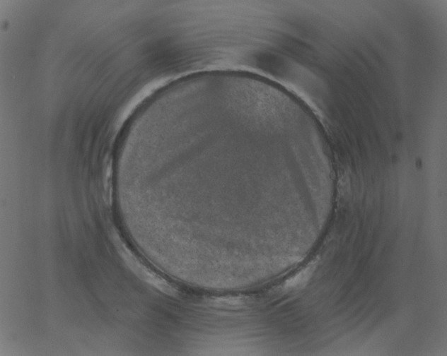 X0000067901126200604271846