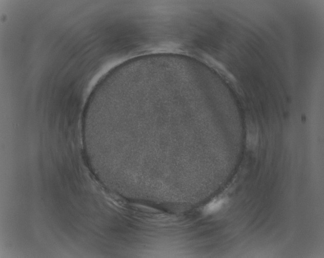 X0000067901174200604271845