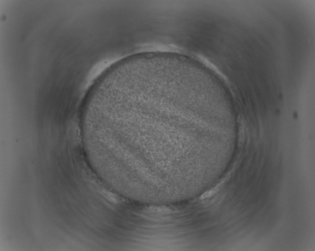 X0000067901215200604271844