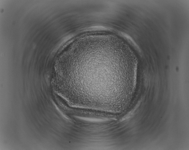 X0000067901225200604271844