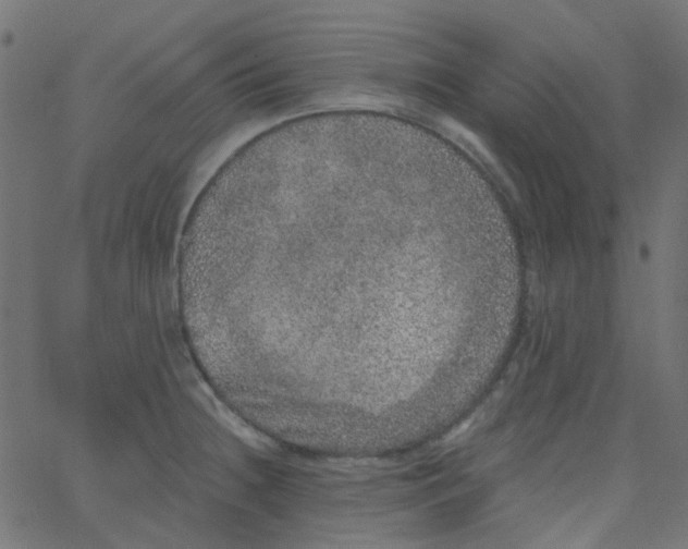 X0000067901236200604271844