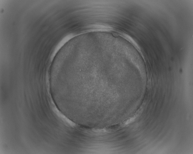 X0000067901243200604271844