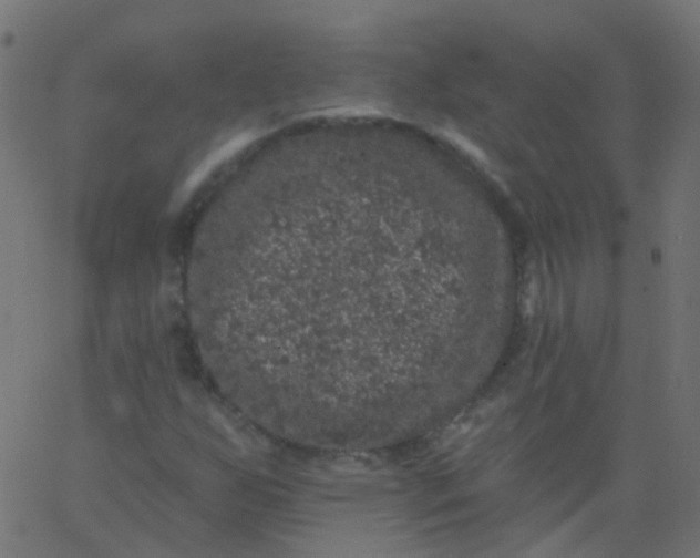 X0000067901255200604271844